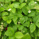 Fragaria vesca 'Alexandria' - Bosaardbei - Fragaria vesca 'Alexandria'