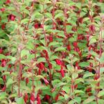 Fuchsia magellanica var. gracilis - Bellenplant