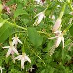 Fuchsia magellanica var. molinae 'Alba' - Bellenplant - Fuchsia magellanica var. molinae 'Alba'