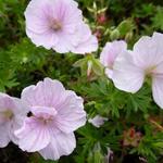 Geranium sanguineum 'Apfelblüte' - Ooievaarsbek