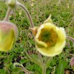 Geum 'Lemon Drops' - Nagelkruid