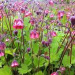 Nagelkruid, Knikkend nagelkruid - Geum rivale 'Leonard's Variety'