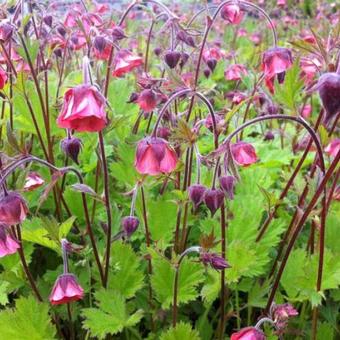 Geum rivale 'Leonard's Variety'