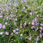 Gypsophila paniculata 'FESTIVAL Pink' - Gipskruid