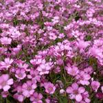 Gipskruid - Gypsophila repens 'Rosa Schönheit'