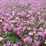 Gypsophila repens 'Rosea' - Kruipend gipskruid - Gypsophila repens 'Rosea'