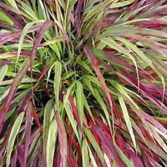 Hakonechloa macra 'Naomi'