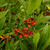 Helenium 'Flammendes kätchen'