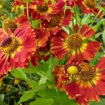 Helenium 'Königstiger' - Zonnekruid