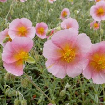 Helianthemum 'Rhodanthe Carneum'