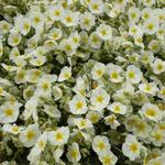 Helianthemum 'Snow Queen' - Zonneroosje