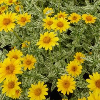 Heliopsis helianthoides var. scabra 'Loraine Sunshine'