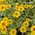 Heliopsis helianthoides var. scabra 'Loraine Sunshine'