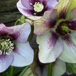 Helleborus orientalis 'DOUBLE ELLEN Picotee' - Nieskruid