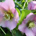 Helleborus orientalis 'Pink LADY' - Nieskruid - Helleborus orientalis 'Pink LADY'