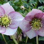 Helleborus orientalis 'Pink Spotted' - Nieskruid