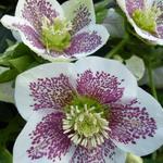 Helleborus orientalis 'Spotted hybrids' - Nieskruid