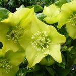 Helleborus orientalis 'Yellow LADY' - Nieskruid