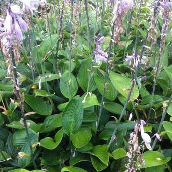 Hosta Fortunei 'Hyacinthina'