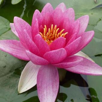 Nymphaea 'Attraction'