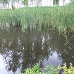 Typha angustifolia - Kleine lisdodde - Typha angustifolia