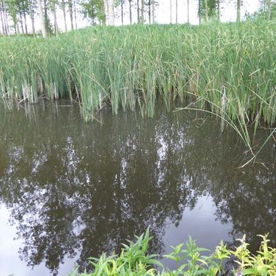 Kleine lisdodde - Typha angustifolia