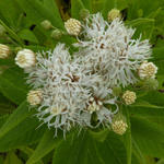 Vernonia crinita f. alba - Vernonia