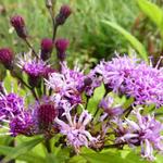 vernonia - Vernonia crinita