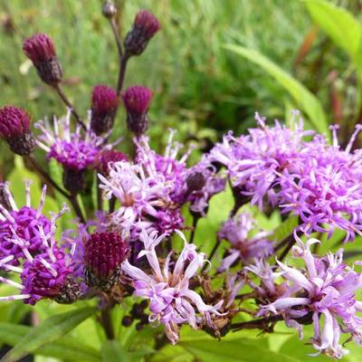 Vernonia crinita - vernonia