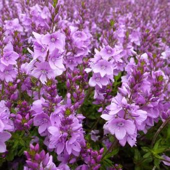 Veronica prostrata 'Mrs. Holt'