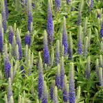 Veronica spicata 'Royal Candles' - Kleine maagdenpalm - Veronica spicata 'Royal Candles'