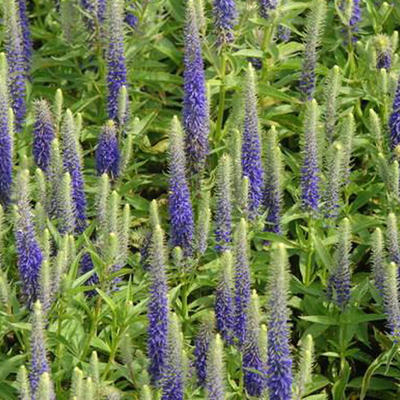 Kleine maagdenpalm - Veronica spicata 'Royal Candles'