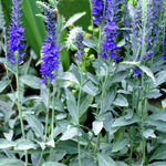 Veronica spicata subsp. spicata 'Silbersee' - Ereprijs