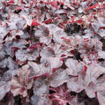 X Heucherella 'Onyx' - Purperklokje