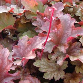 Heuchera 'Peach Flambé'