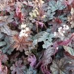 X Heucherella 'Infinity' - Purperklokje