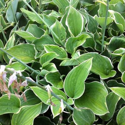 Hartlelie/Funkia - Hosta 'Sagae'