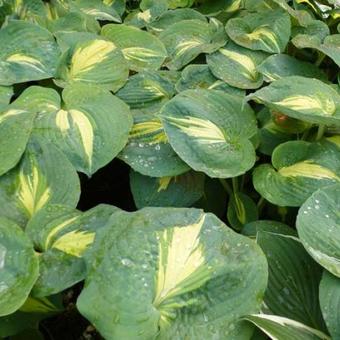 Hosta 'Thunderbolt'