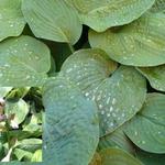 Hosta sieboldiana - Hartlelie/Funkia