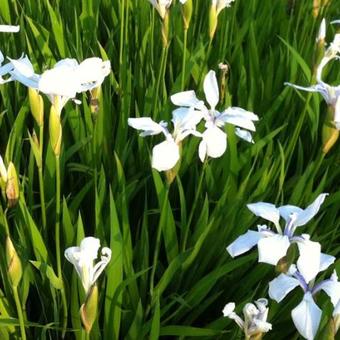 Iris laevigata 'Snowdrift'