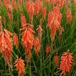 Kniphofia 'Nancy's Red' - Vuurpijl of de fakkellelie - Kniphofia 'Nancy's Red'