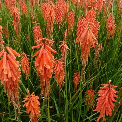 Vuurpijl of de fakkellelie - Kniphofia 'Nancy's Red'