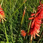 Kniphofia uvaria 'Red Rocket' - Vuurpijl, fakkellelie