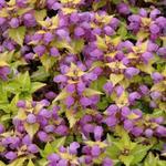 Lamium maculatum 'Aureum' - Gevlekte dovenetel