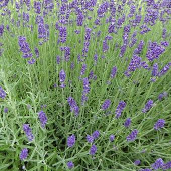 Lavandula angustifolia 'Hidcote'