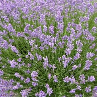 Lavandula angustifolia  'Munstead'