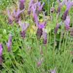 Lavandula  stoechas 'Pedunculata' - Kuiflavendel , Franse lavendel