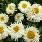 Leucanthemum x superbum 'King's Crown' - Margriet