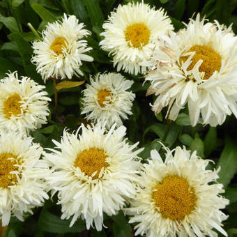 Leucanthemum x superbum 'King's Crown'