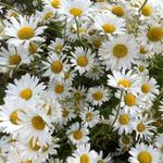 Leucanthemum vulgare 'Maikonigin' - Gewone margriet, Weidemargriet - Leucanthemum vulgare 'Maikonigin'